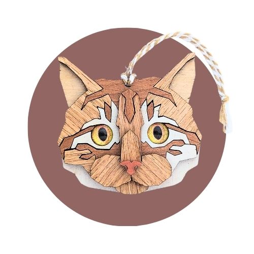 Chat tabby blond roux
