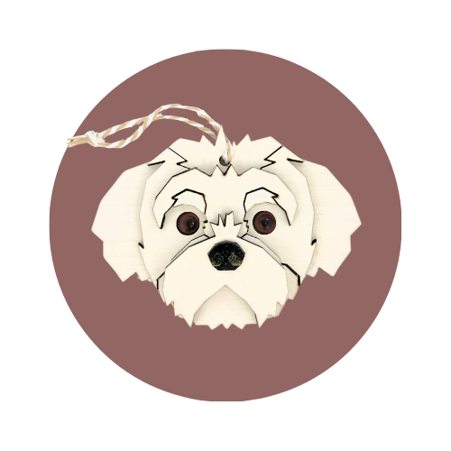 Bichon-Maltipoo